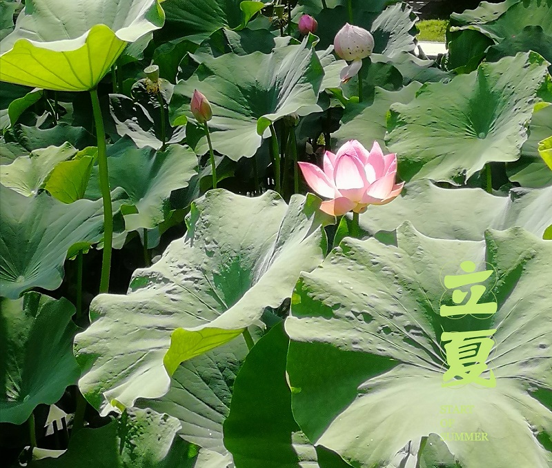 物貿公司：立夏